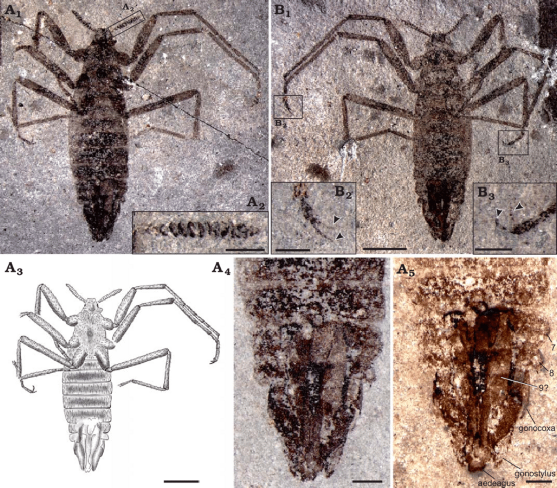 Saurophthirus