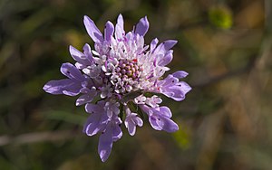 R1 vote count: 54 Scabiosa atropurpurea, flower, Sète 01.jpg