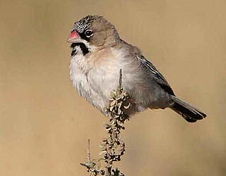 <span class="mw-page-title-main">Scaly-feathered weaver</span> Species of bird