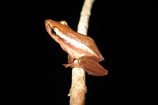 <i>Scinax squalirostris</i> Species of frog