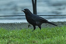 Scrub Blackbird - Etelä-Ecuador S4E7818 (23806878191) .jpg