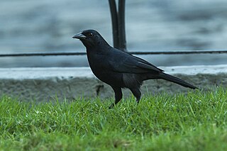 <span class="mw-page-title-main">Scrub blackbird</span> Species of bird