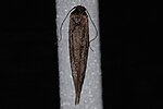 Grå mjölkefältmal Scythris noricella