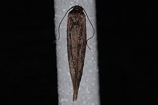 <i>Scythris noricella</i> species of insect