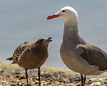 Adult and fledgling by Roberts Lake in Seaside, California. Seaside Heermann's Gull family.jpg