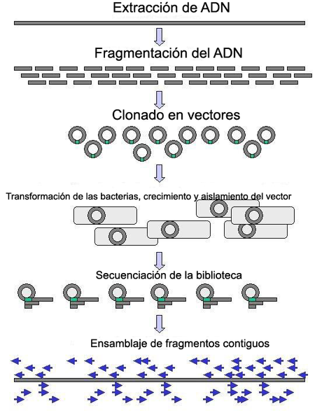 File:Secuenciacion bibliotecasADN.png