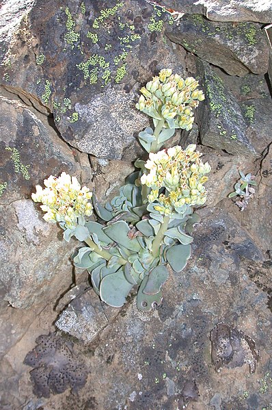 File:Sedum paradisum Shirtale Peak 002 (8345876635).jpg