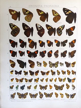 <i>Koruthaialos</i> Genus of butterflies