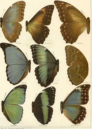 <i>Morpho richardus</i> Species of butterfly