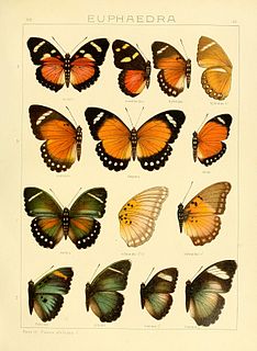 <i>Euphaedra hybrida</i> Species of butterfly