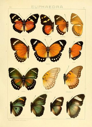 <i>Euphaedra eusemoides</i> Species of butterfly