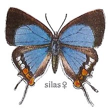 SeitzFaunaAfricanaXIIITaf67, Iolaus silas.jpg