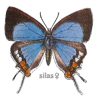 <i>Iolaus silas</i> Species of butterfly