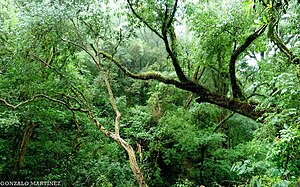 Yungas: Etimología y sinonimia, Clima, Yungas de los Andes centrales