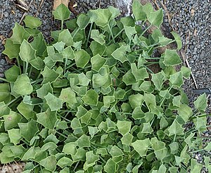 Senecio tropaeolifolius leaves.jpg