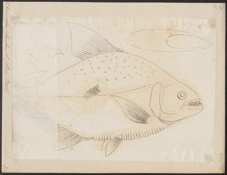 File:Serrasalmo rhombeus - 1700-1880 - Print - Iconographia Zoologica - Special Collections University of Amsterdam - UBA01 IZ14700097.tif