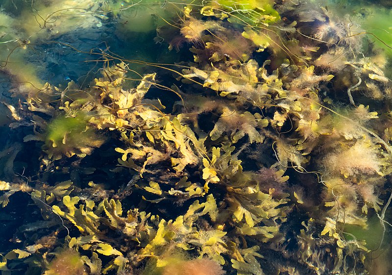 File:Serrated wrack, red hornweed and other algae in Govik.jpg
