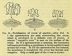 File:Sex (electronic resource) (1914) (14774172051).jpg (Category:Asteroidea illustrations)