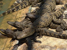 Crocodylus Siamensis