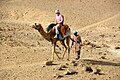 Sinai-Kameltour-1786-Tourist auf Kamel-2009-gje.jpg