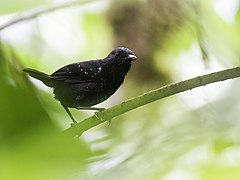 ♀ Sipia berlepschi