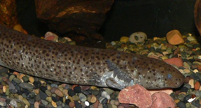 Lesser siren - Wikipedia