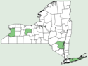Sisymbrium loeselii NY-dist-map.png