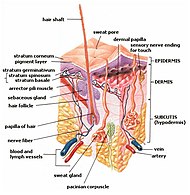 Människans Anatomi: Människans liv, Organ, Organsystem