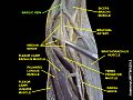 Brachial veins - Wikipedia