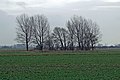 Small Copse in Large Field - geograph.org.uk - 337207.jpg