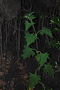 Smallanthus connatus (Syn.: Polymnia connata) (Yacon-Gaucho) (die länglichen Wurzeln werden verwendet; nicht im Bild)