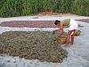 An algae farmer lays his crop out to dry