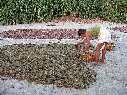 An algae farmer lays his crop out to dry