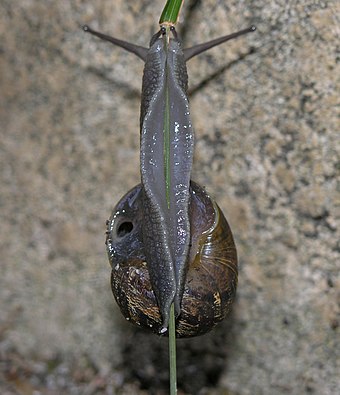 Underside of a snail climbing a blade of grass, showing the muscular foot