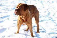 Dogue de Bordeaux in the snow Sneeuw-witje.jpg