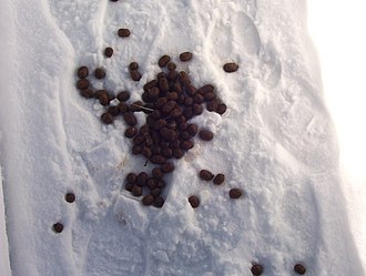 Moose scat is commonly found on trails. Some souvenir shops sell bags of it, sealed with shellac and labeled with humorous names. Snowpoop.JPG