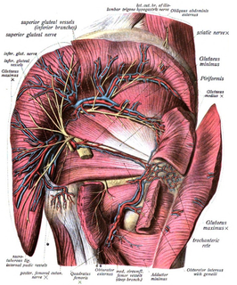 Superior gluteal veins Veins in the buttocks