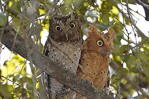 Sokoke scops owl pair in Arabuko Sokoke