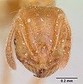 Solenopsis pilosula casent0172923 head 1. jpg