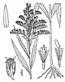 Solidago canadensis