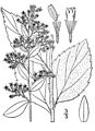 Solidago rugosa subsp. aspera