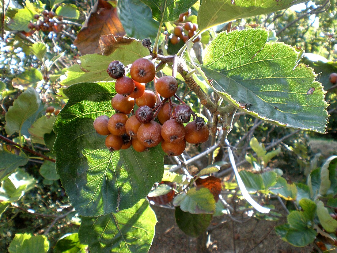 Karpatiosorbus