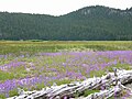 Perpetual meadows in Oregon, USA.