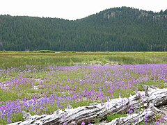Perpetual meadows in Oregon, USA.