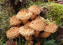 Sparrige-Schüppling (Pholiota squarrosa).JPG 