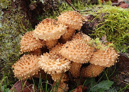 Pholiota squarrosa, espécie de cogumelo não comestível da família Strophariaceae, encontrado na Europa e América do Norte. Foto tirada em Ingstetten, Schelklingen, Alemanha. (definição 3 000 × 2 139)