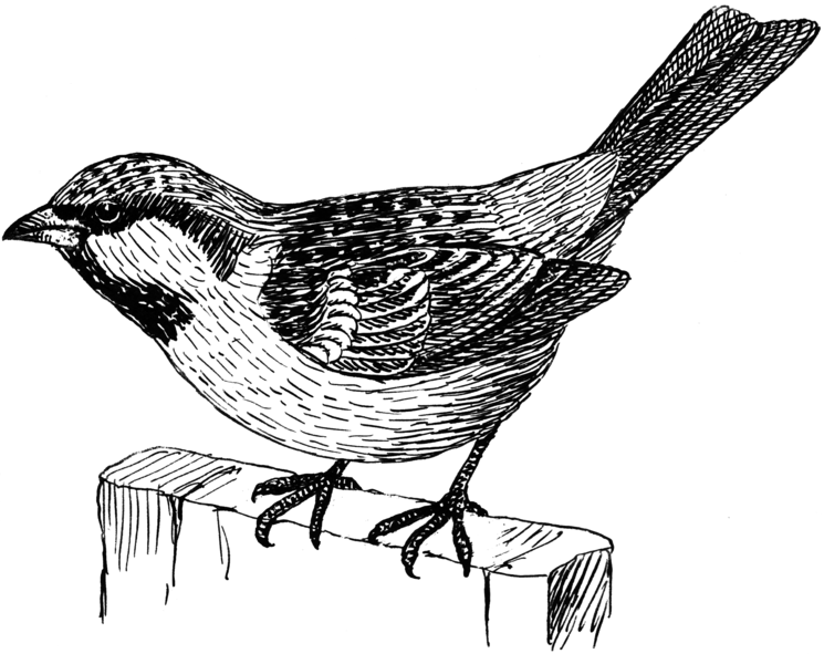 File:Sparrow (PSF).png