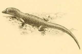 <i>Sphaerodactylus argus</i> Species of reptile
