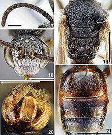 Sphecodes biroi (10.3897-zookeys.937.51708) Figures 17–21.jpg