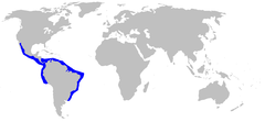 Distribuição mundial desta espécie